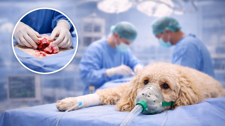 Cirugía de urgencia perro