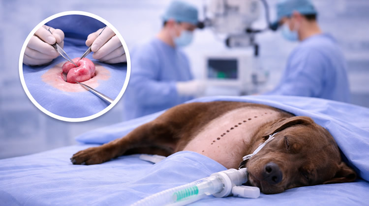 Cirugía Oncológica Cancer Perro