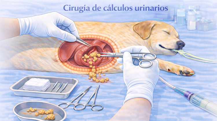 Cirugía Calculos urinarios perros