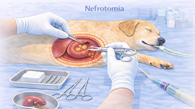 Cirugía Nefrotomia perros
