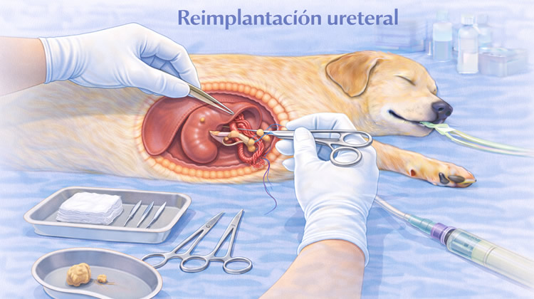Cirugía reimplantacion ureteral perro